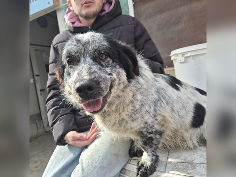 Lukino -  Kinderfreund und Familienhund gesucht? Lukino!