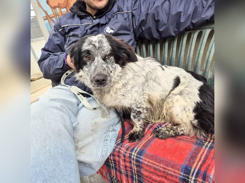 Lukino -  Kinderfreund und Familienhund gesucht? Lukino!