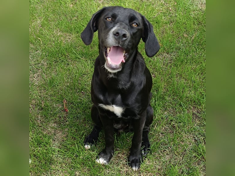 Dea  - junge freundliche Hündin