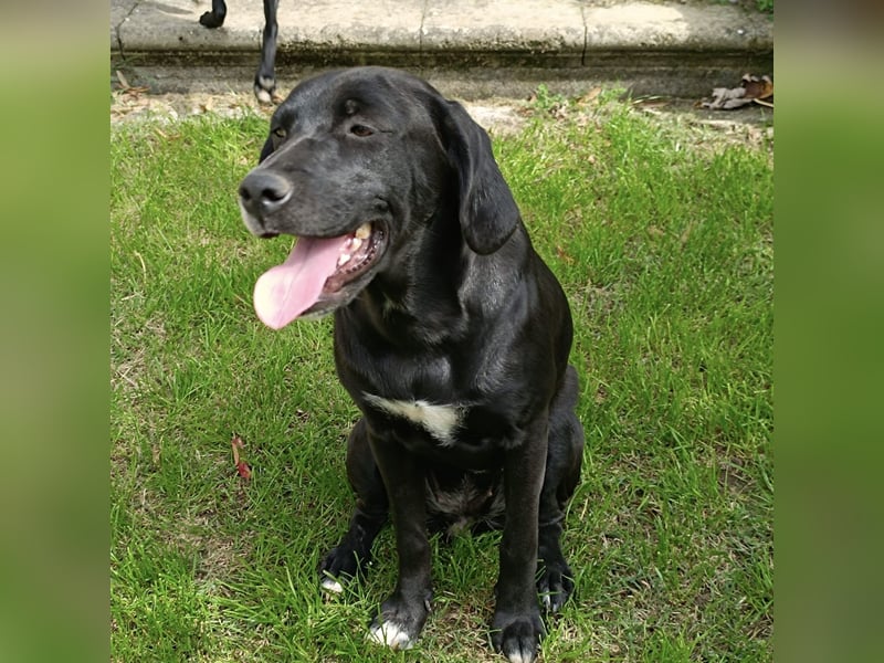 Dea  - junge freundliche Hündin