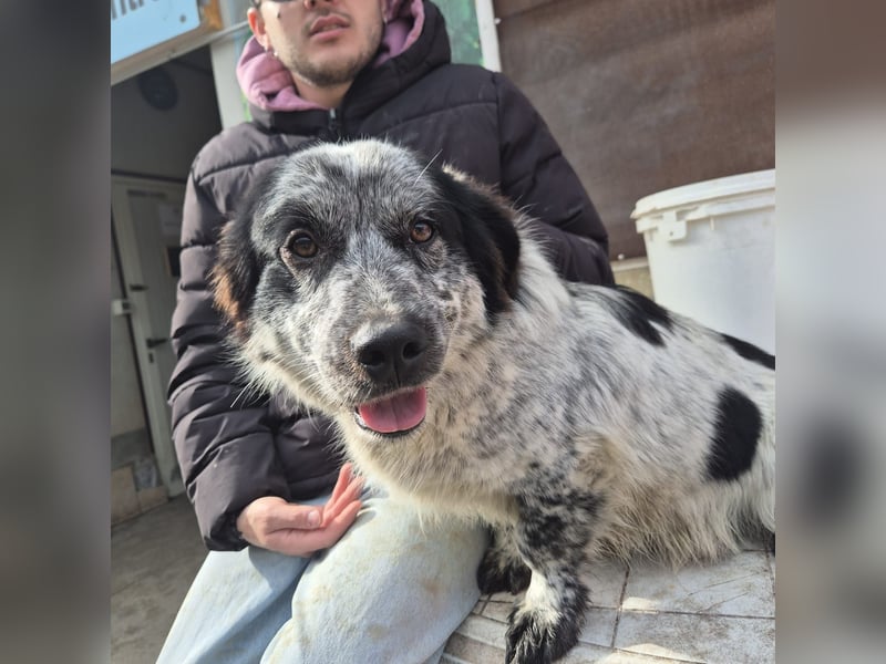 Lukino -  Kinderfreund und Familienhund gesucht? Lukino!