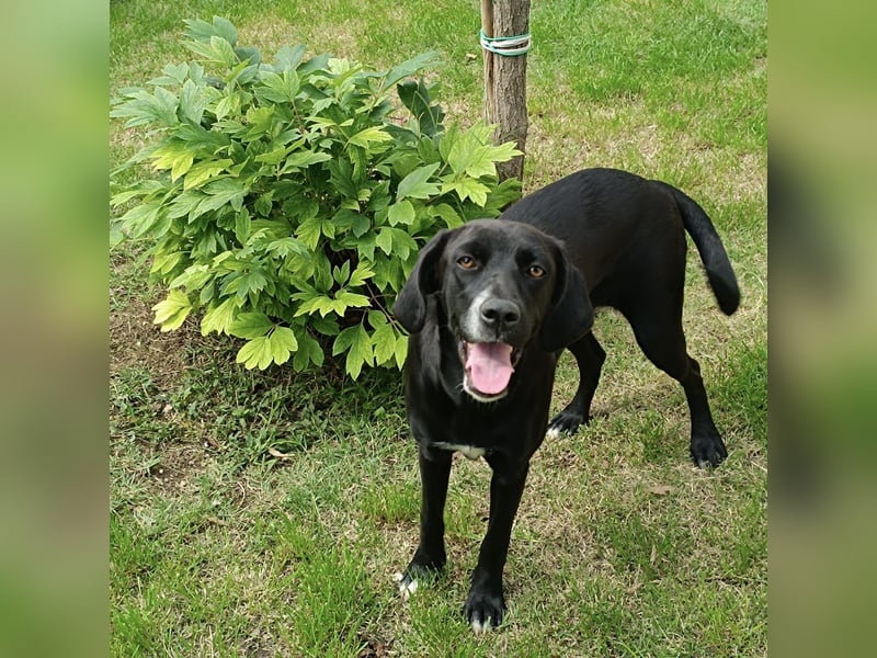 Dea  - junge freundliche Hündin