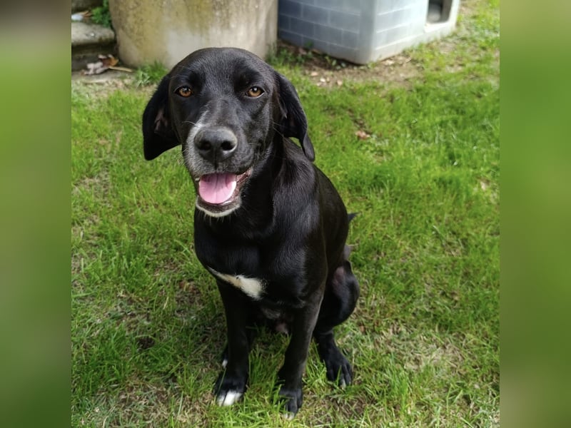 Dea  - junge freundliche Hündin