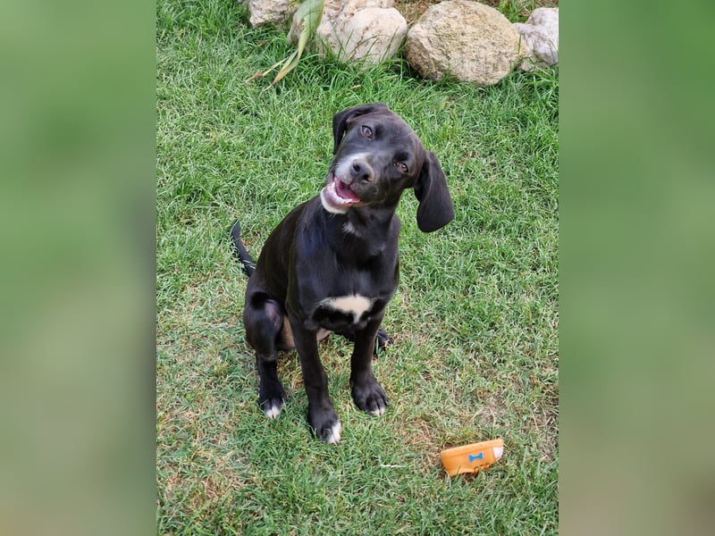 Dea  - junge freundliche Hündin