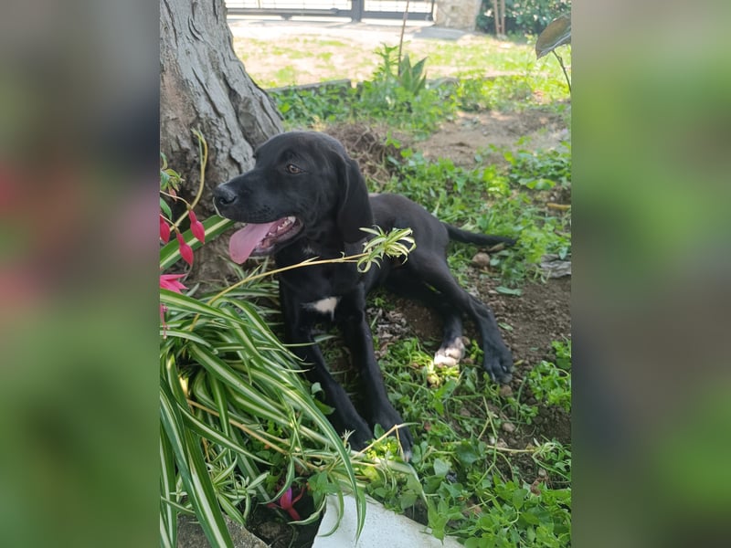 Dea  - junge freundliche Hündin