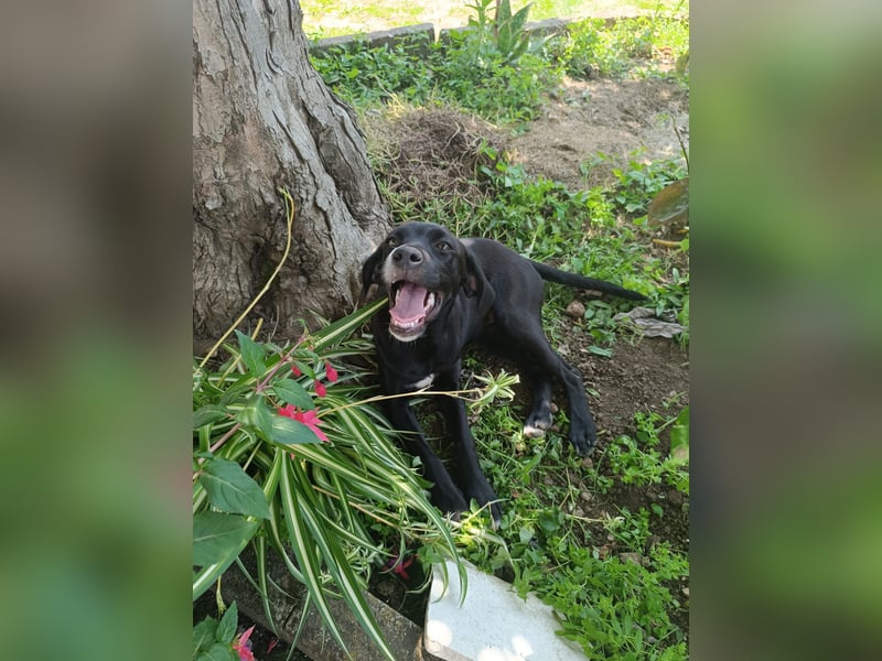 Dea  - junge freundliche Hündin