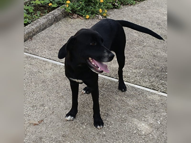 Dea  - junge freundliche Hündin