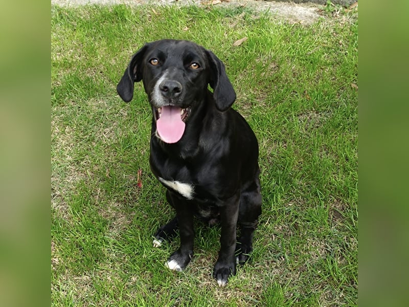 Dea  - junge freundliche Hündin