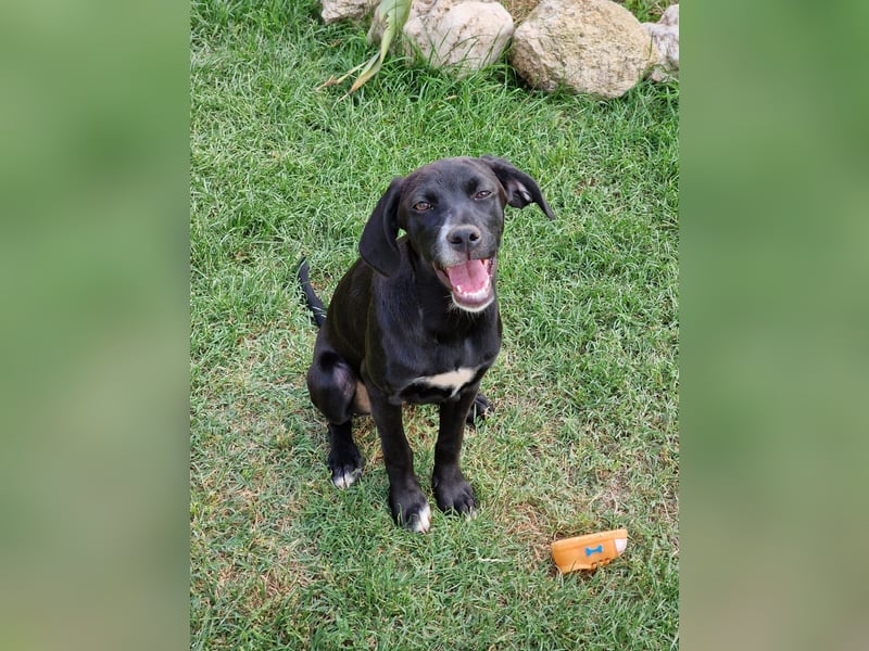 Dea  - junge freundliche Hündin