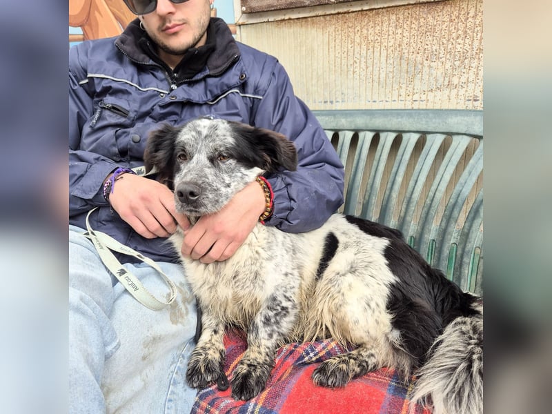 Lukino -  Kinderfreund und Familienhund gesucht? Lukino!