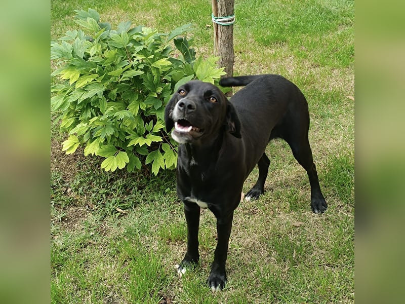 Dea  - junge freundliche Hündin