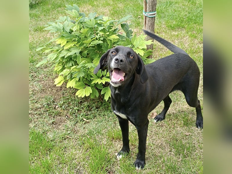 Dea  - junge freundliche Hündin