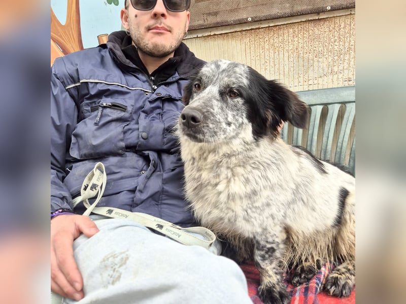 Lukino -  Kinderfreund und Familienhund gesucht? Lukino!