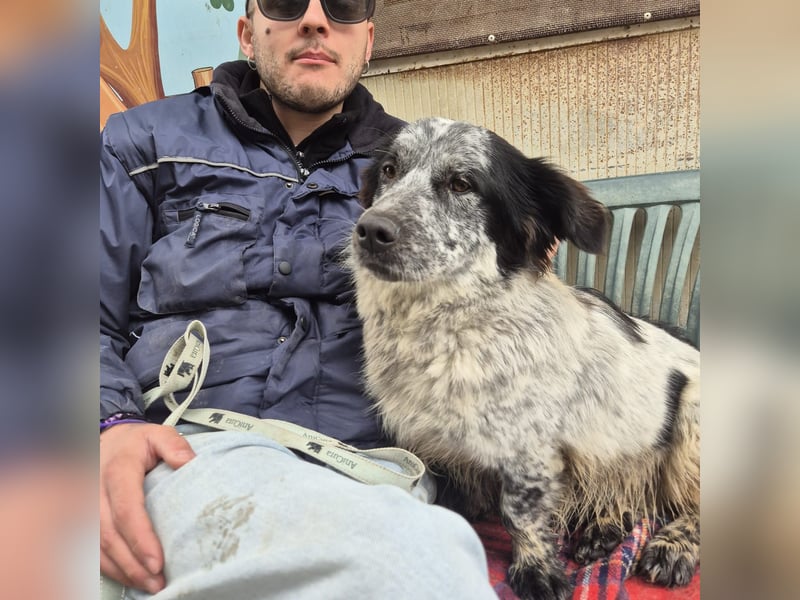 Lukino -  Kinderfreund und Familienhund gesucht? Lukino!