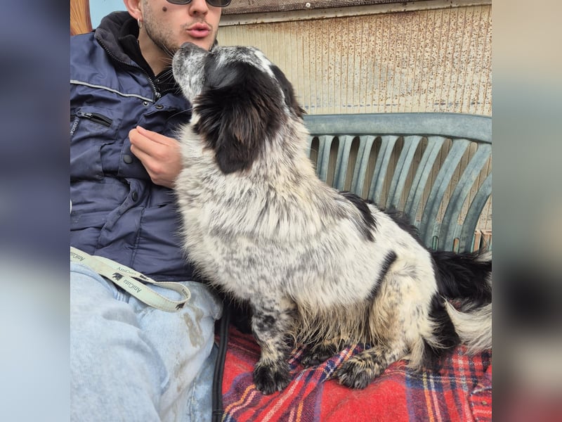 Lukino -  Kinderfreund und Familienhund gesucht? Lukino!