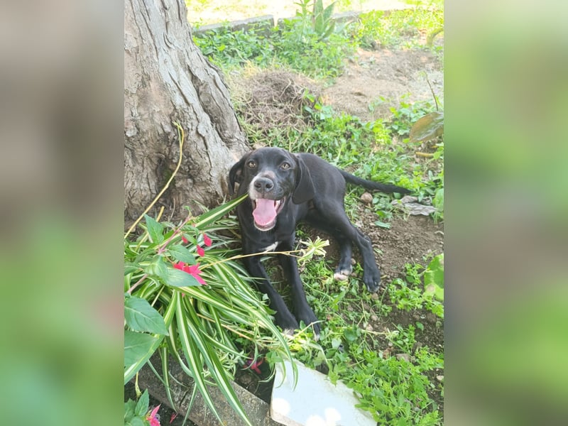 Dea  - junge freundliche Hündin