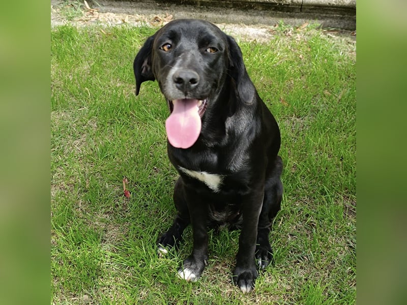 Dea  - junge freundliche Hündin