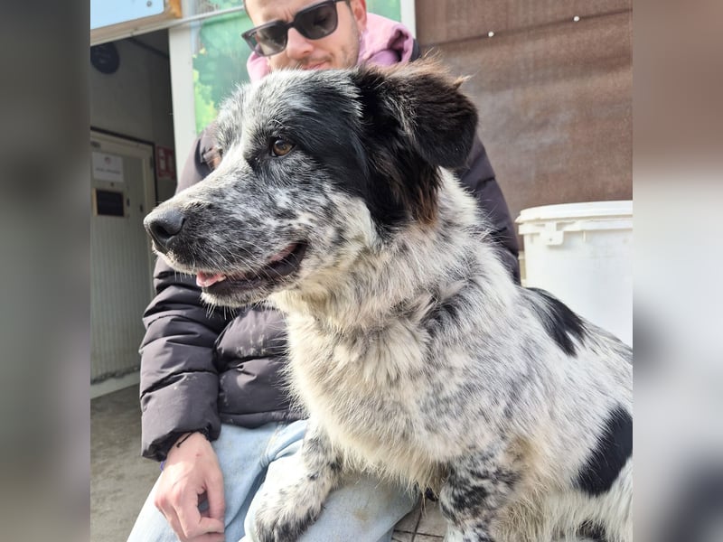 Lukino -  Kinderfreund und Familienhund gesucht? Lukino!