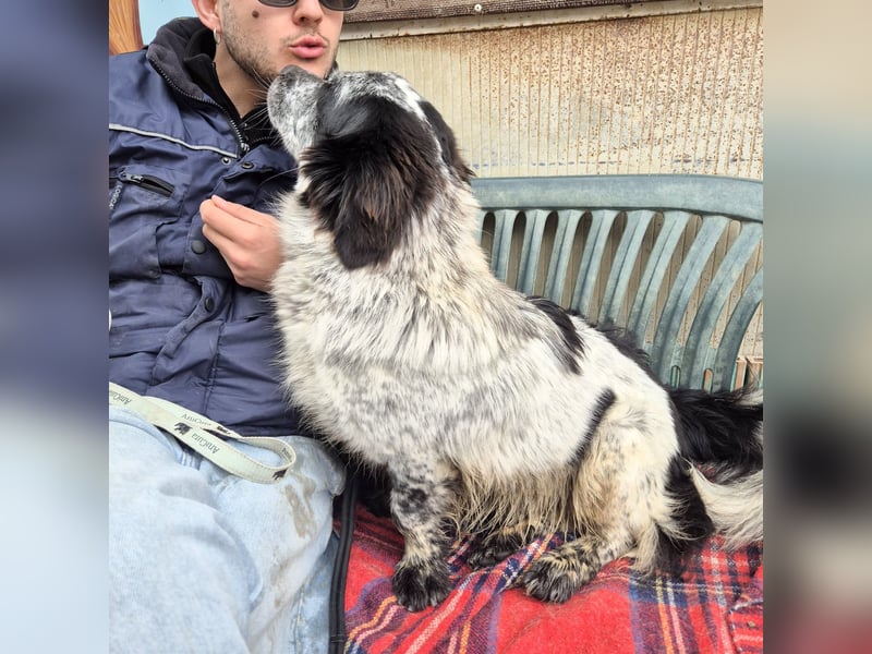 Lukino -  Kinderfreund und Familienhund gesucht? Lukino!