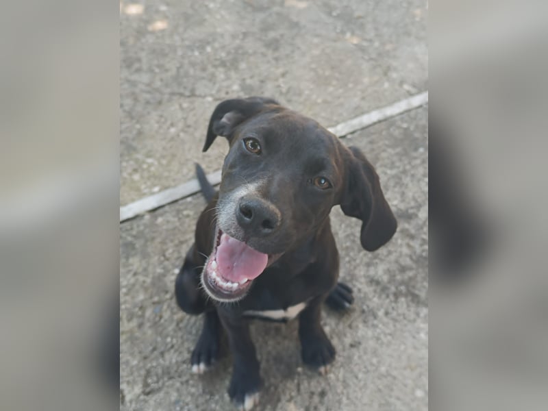 Dea  - junge freundliche Hündin