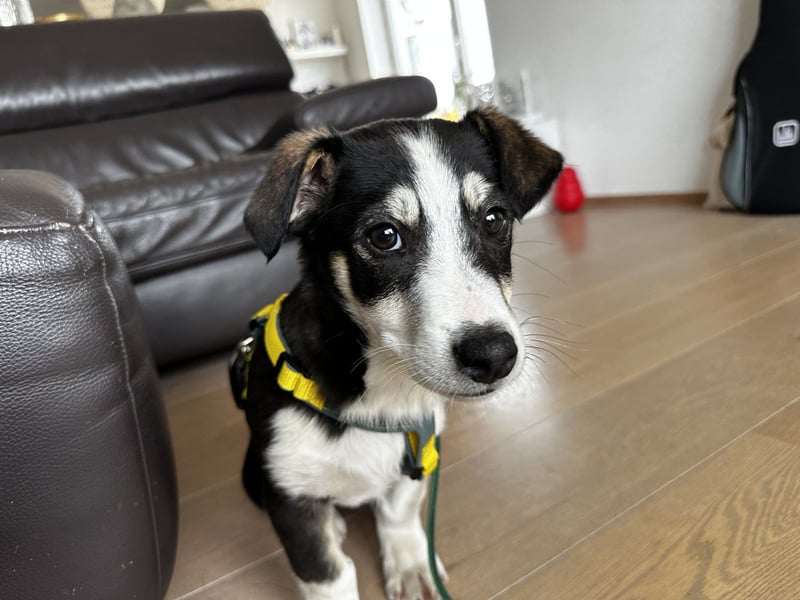 LUUK sucht ein Zuhause