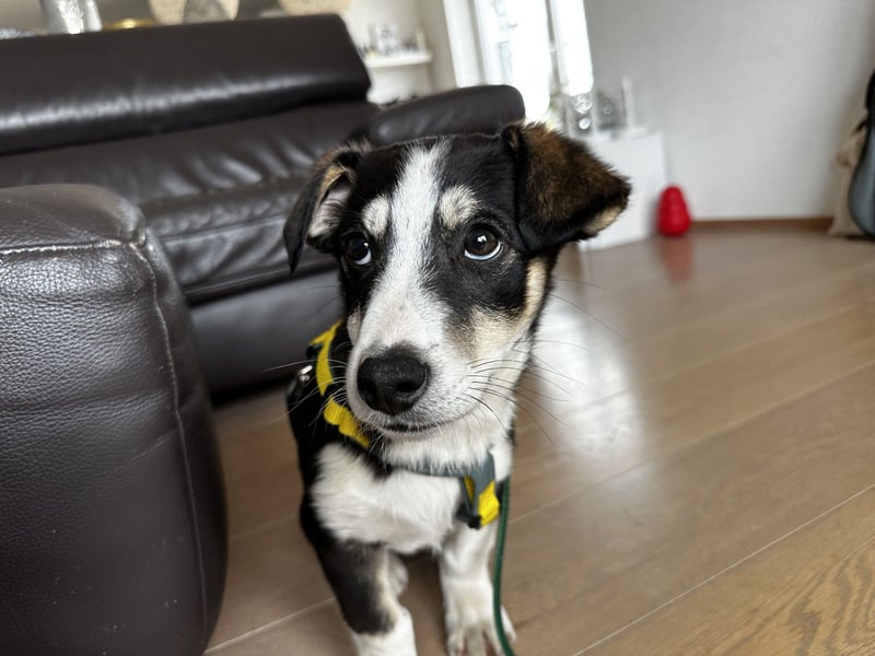 LUUK sucht ein Zuhause