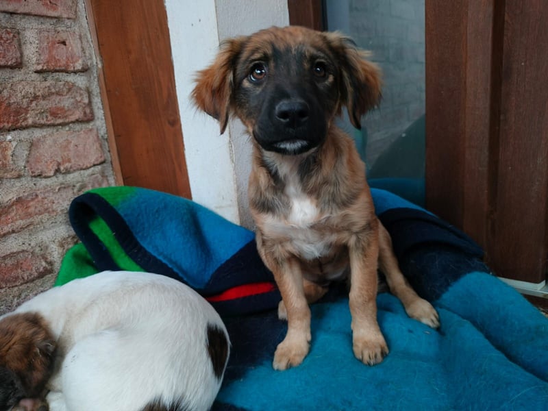 MADVI sucht ein Zuhause