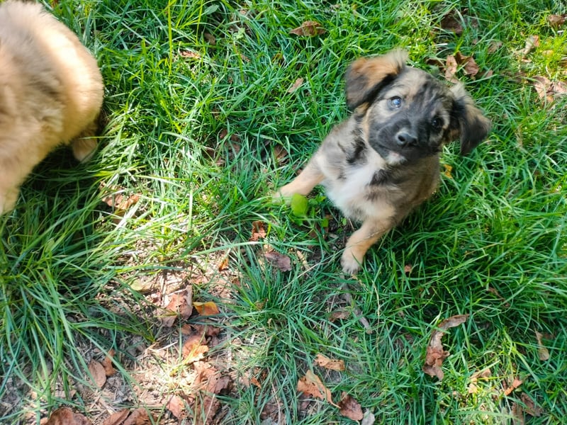 MADVI sucht ein Zuhause