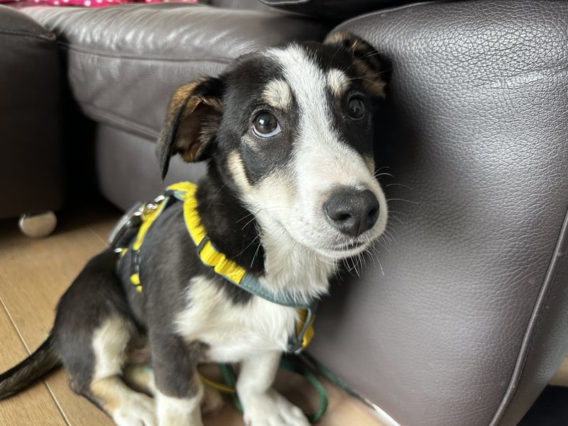 LUUK sucht ein Zuhause