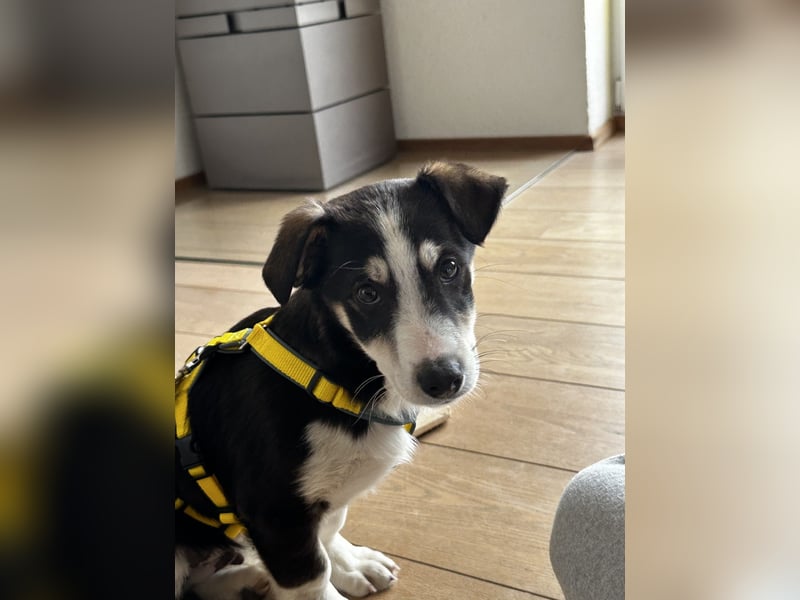 LUUK sucht ein Zuhause