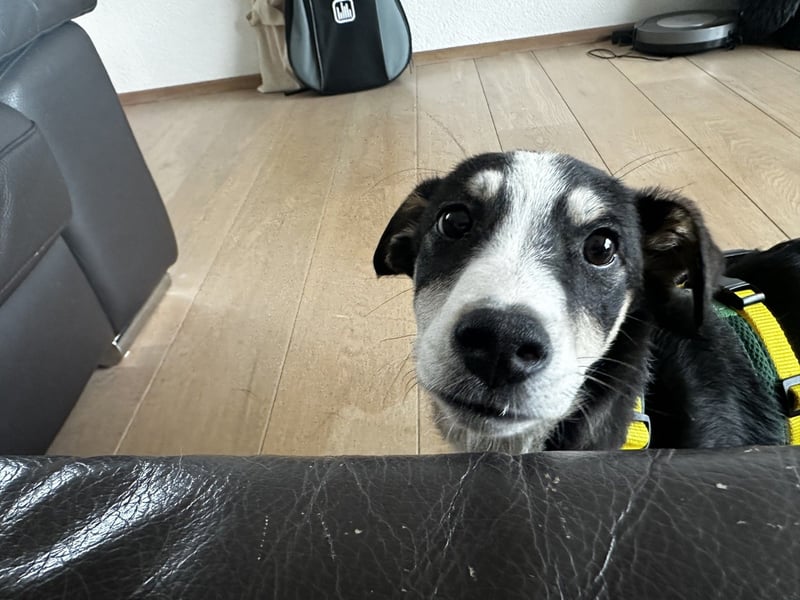 LUUK sucht ein Zuhause