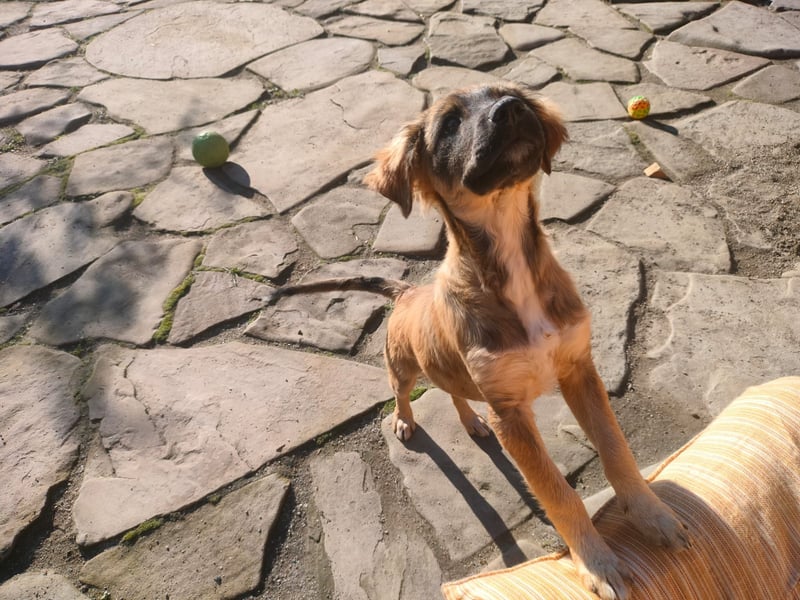 MADVI sucht ein Zuhause