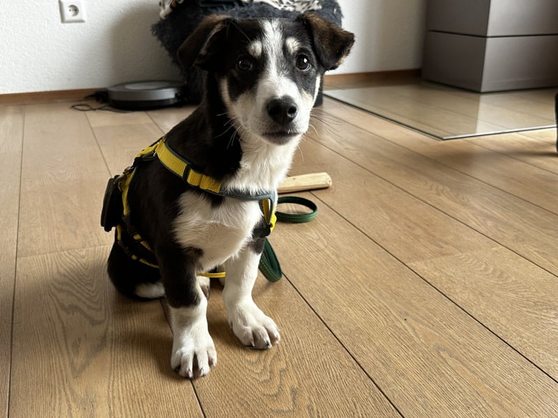 LUUK sucht ein Zuhause