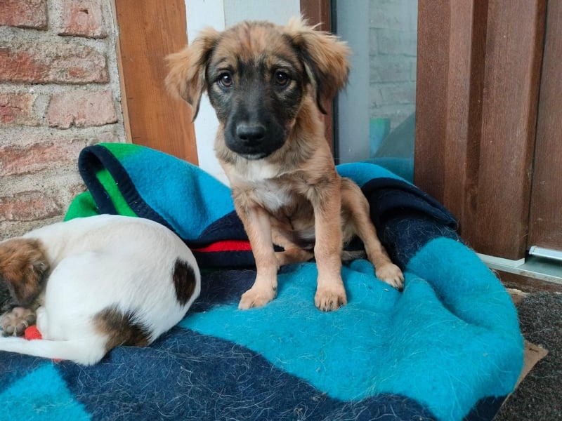 MADVI sucht ein Zuhause