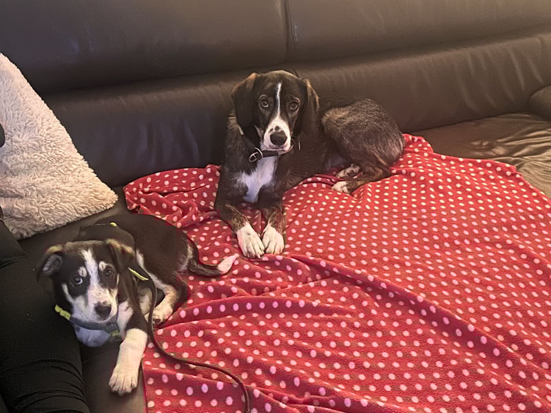 LUUK sucht ein Zuhause