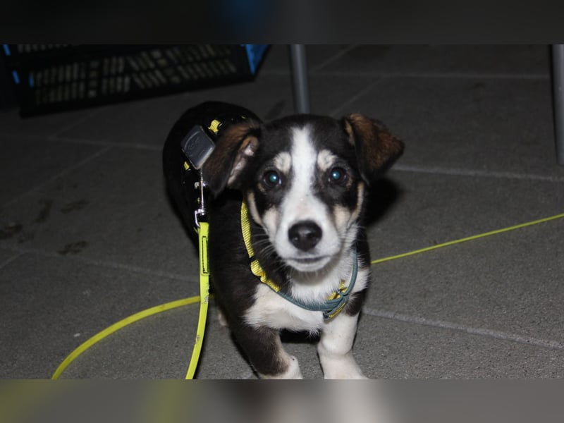 LUUK sucht ein Zuhause