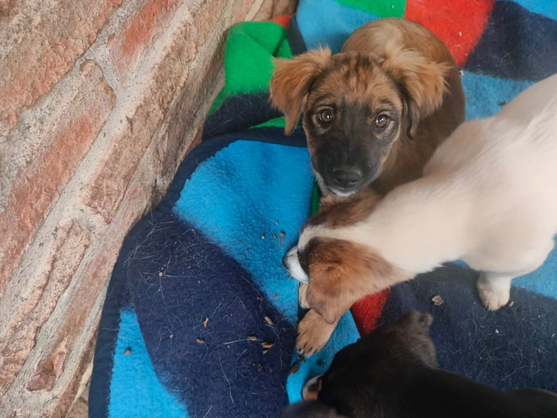 MADVI sucht ein Zuhause