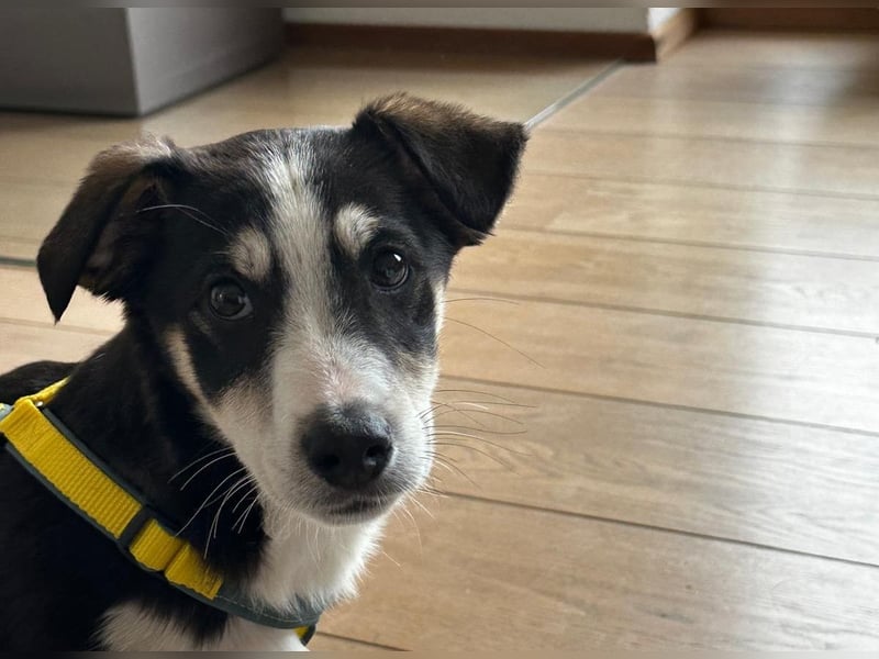 LUUK sucht ein Zuhause