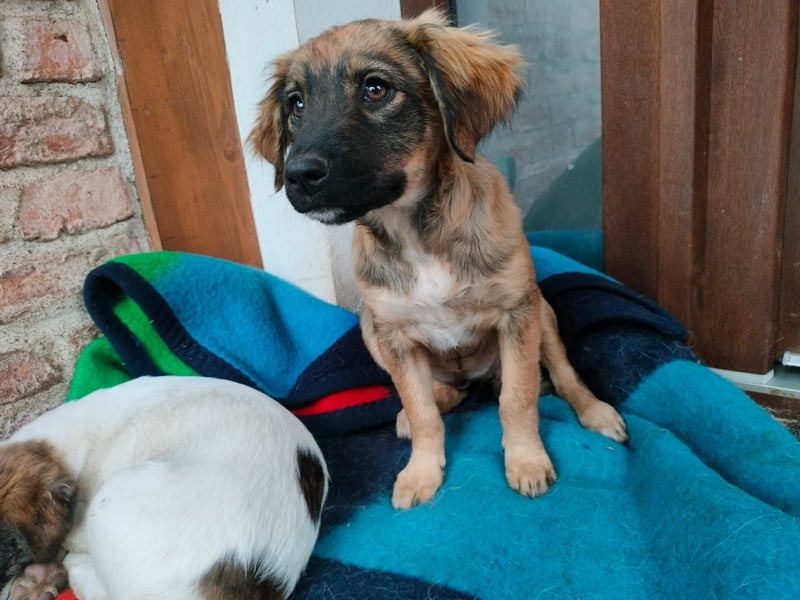 MADVI sucht ein Zuhause