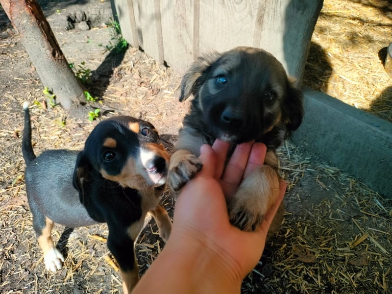 MADVI sucht ein Zuhause