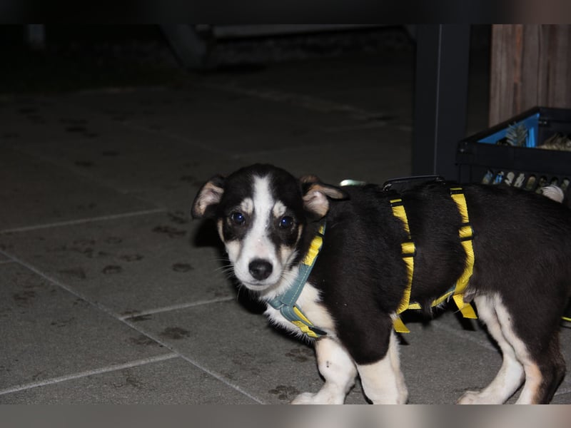 LUUK sucht ein Zuhause