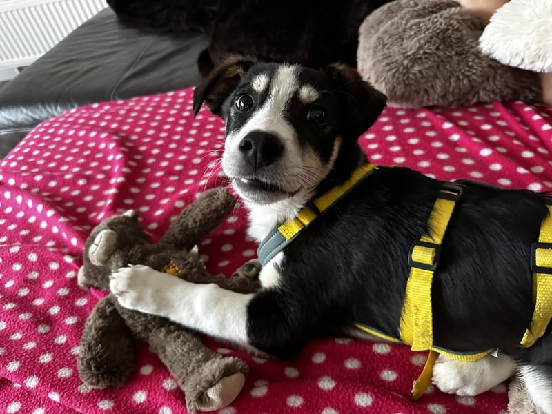 LUUK sucht ein Zuhause