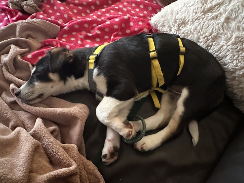 LUUK sucht ein Zuhause