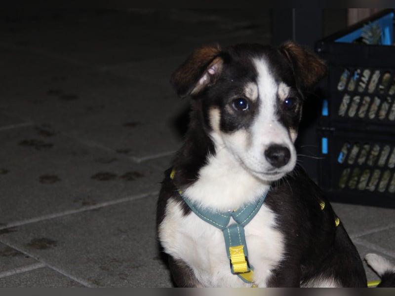 LUUK sucht ein Zuhause