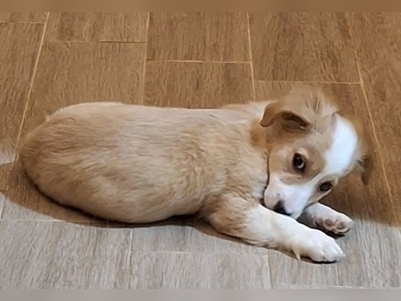 Aren, geb. ca. 09/2025, lebt in GRIECHENLAND, auf einer privaten Pflegestelle