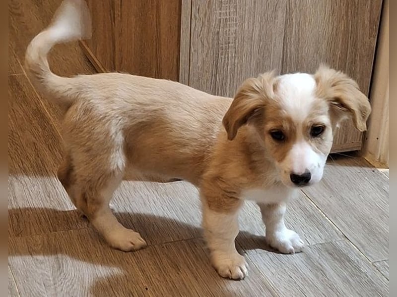 Aren, geb. ca. 09/2025, lebt in GRIECHENLAND, auf einer privaten Pflegestelle