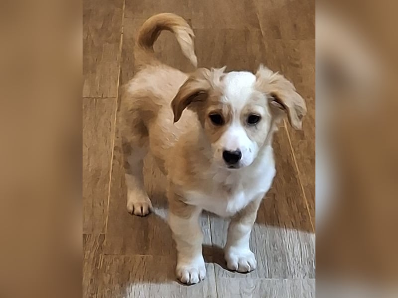 Aren, geb. ca. 09/2025, lebt in GRIECHENLAND, auf einer privaten Pflegestelle