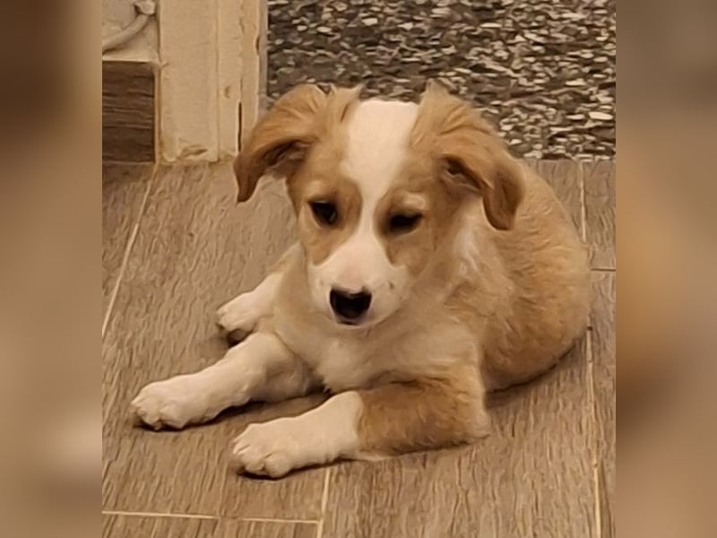 Aren, geb. ca. 09/2025, lebt in GRIECHENLAND, auf einer privaten Pflegestelle