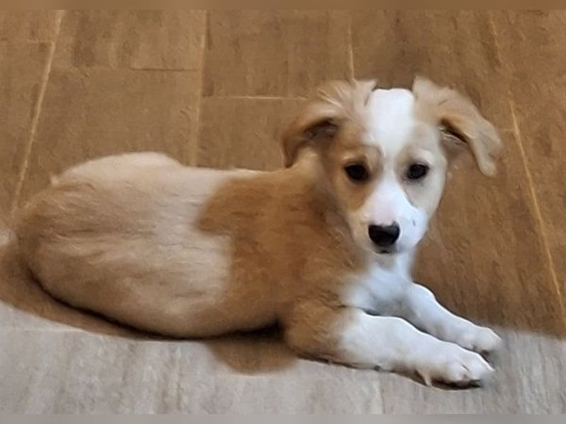 Aren, geb. ca. 09/2025, lebt in GRIECHENLAND, auf einer privaten Pflegestelle