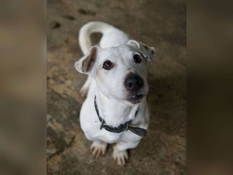 Josef, geb. ca. 10/2023, lebt in GRIECHENLAND, auf einer privaten Pflegestelle